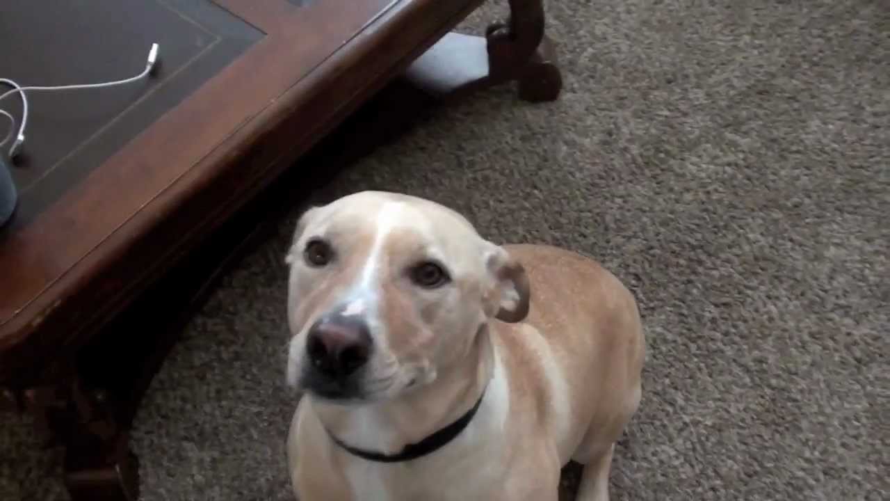 Dog Loves Flying