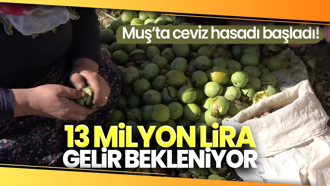 Muş’ta 650 Ton Cevizden 13 Milyon Lira Katkı Bekleniyor