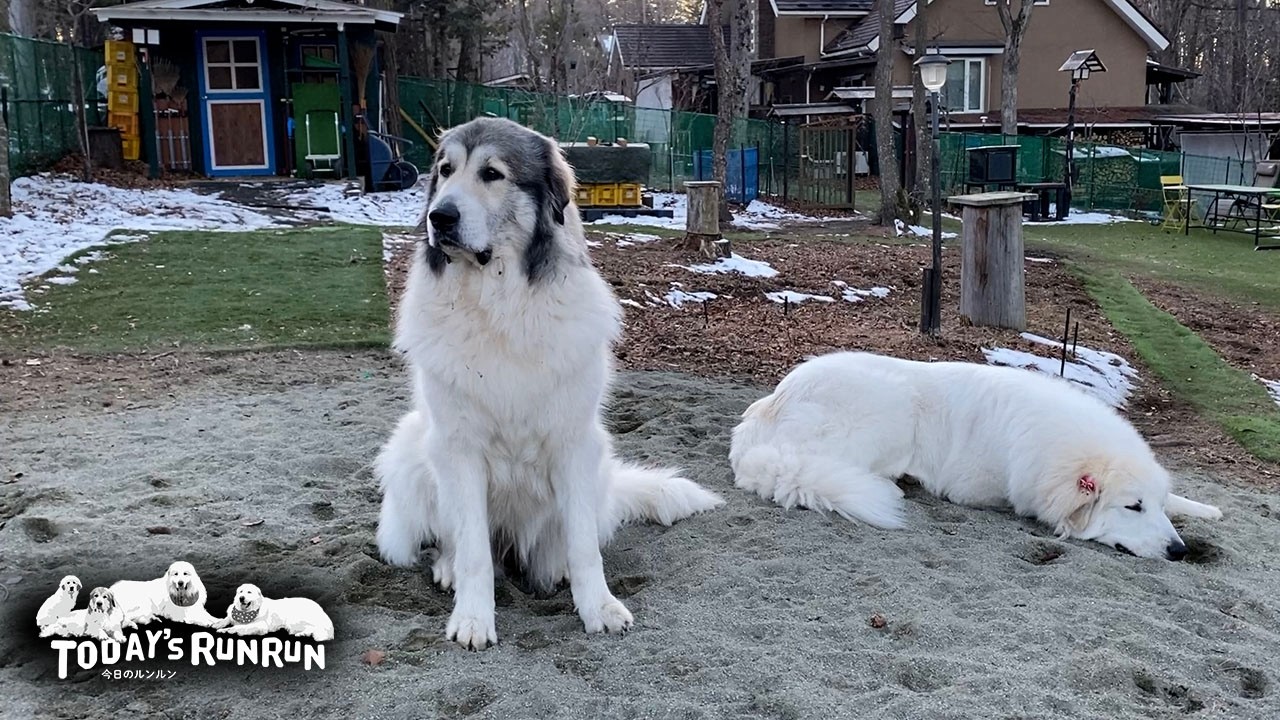 ダラダラ番犬をしていたら...ベルに気合を入れられたリリーです　Great Pyrenees　グレートピレニーズ