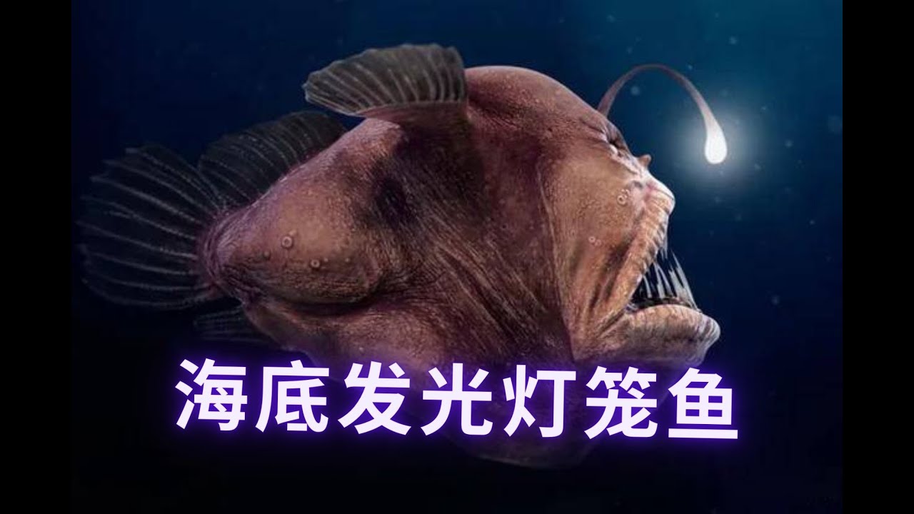 海底發光珍寶