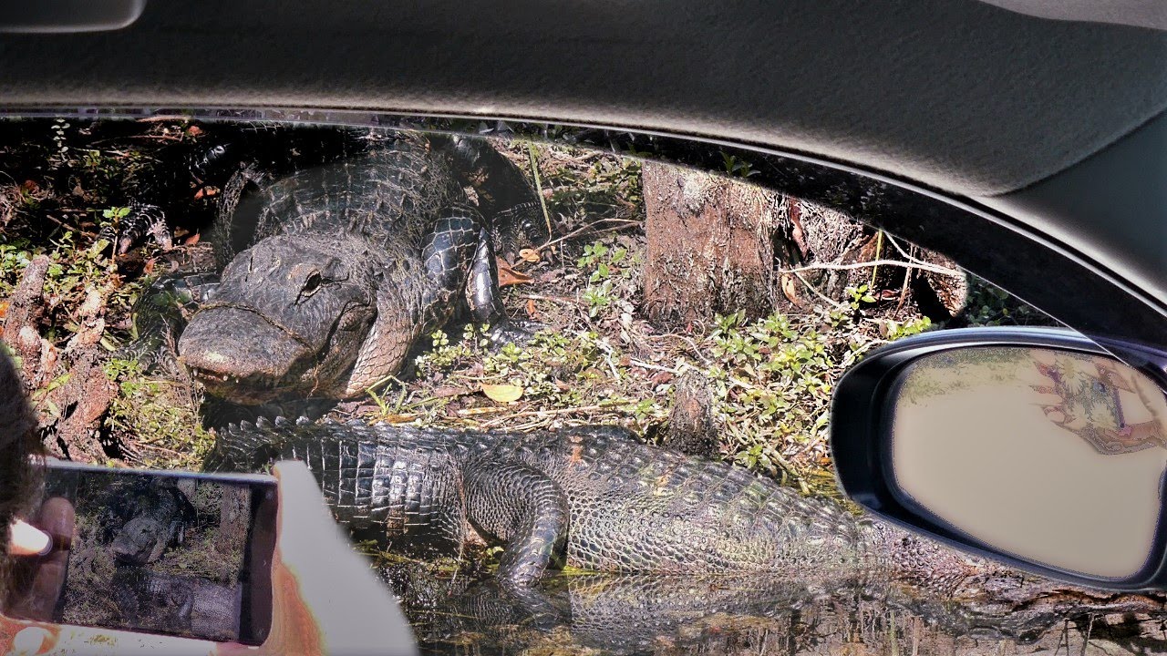 Big Cypress National Preserve Loop Road Scenic Drive