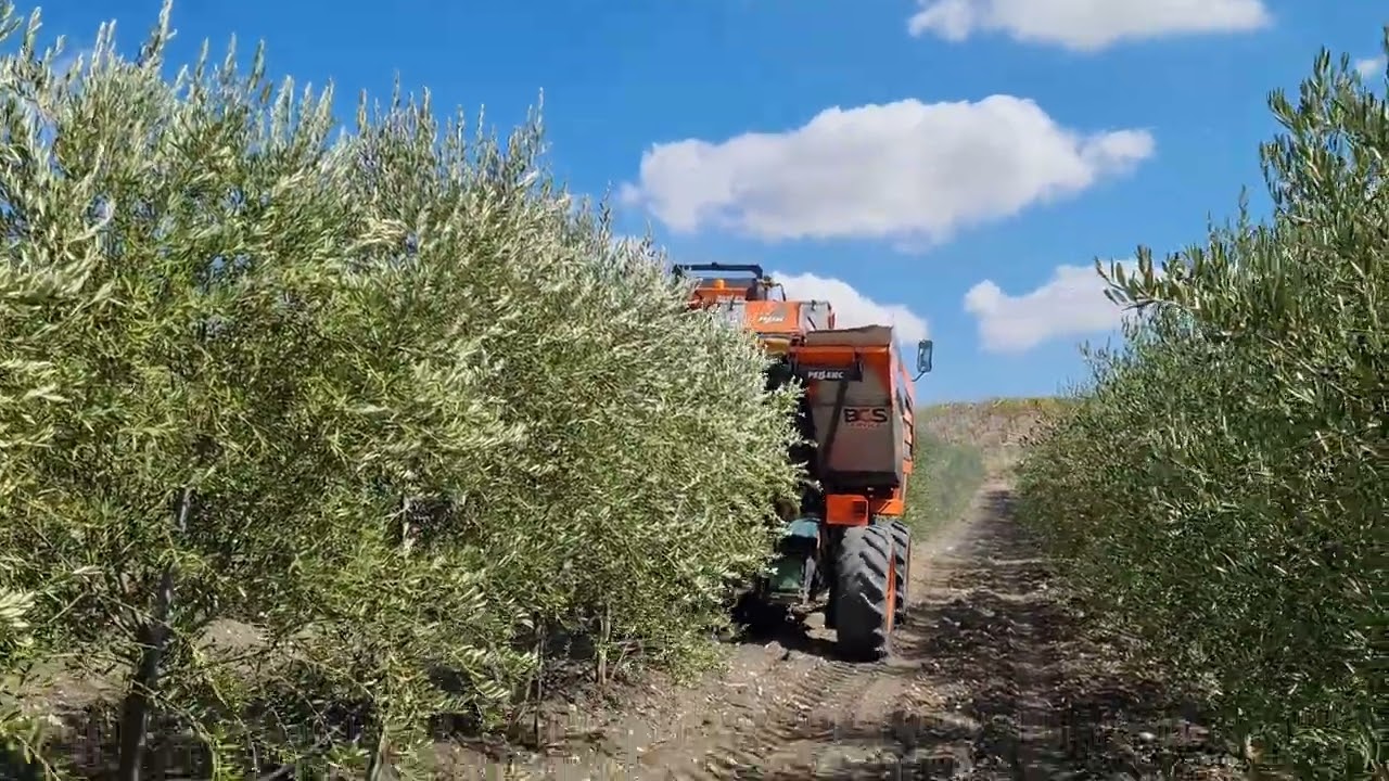 Raccolta meccanica in un oliveto superintensivo a 45 mesi dall'impianto in Sicilia