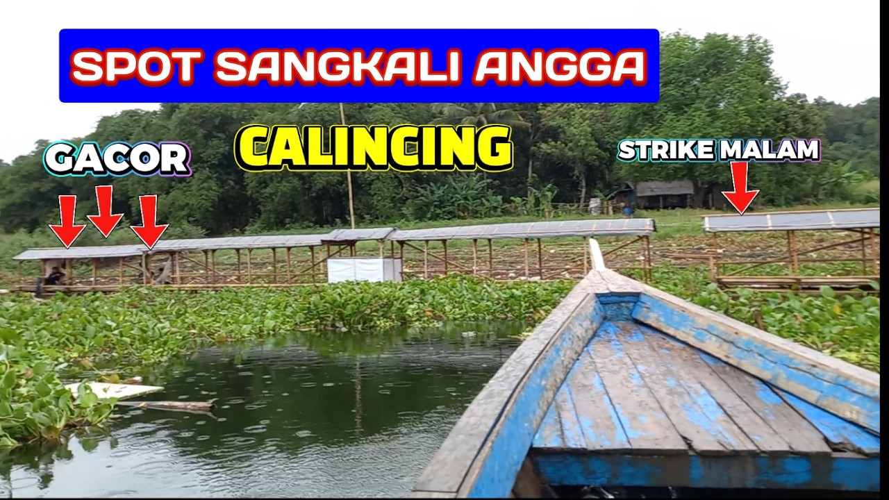 Spot sangkali angga gacor calincing