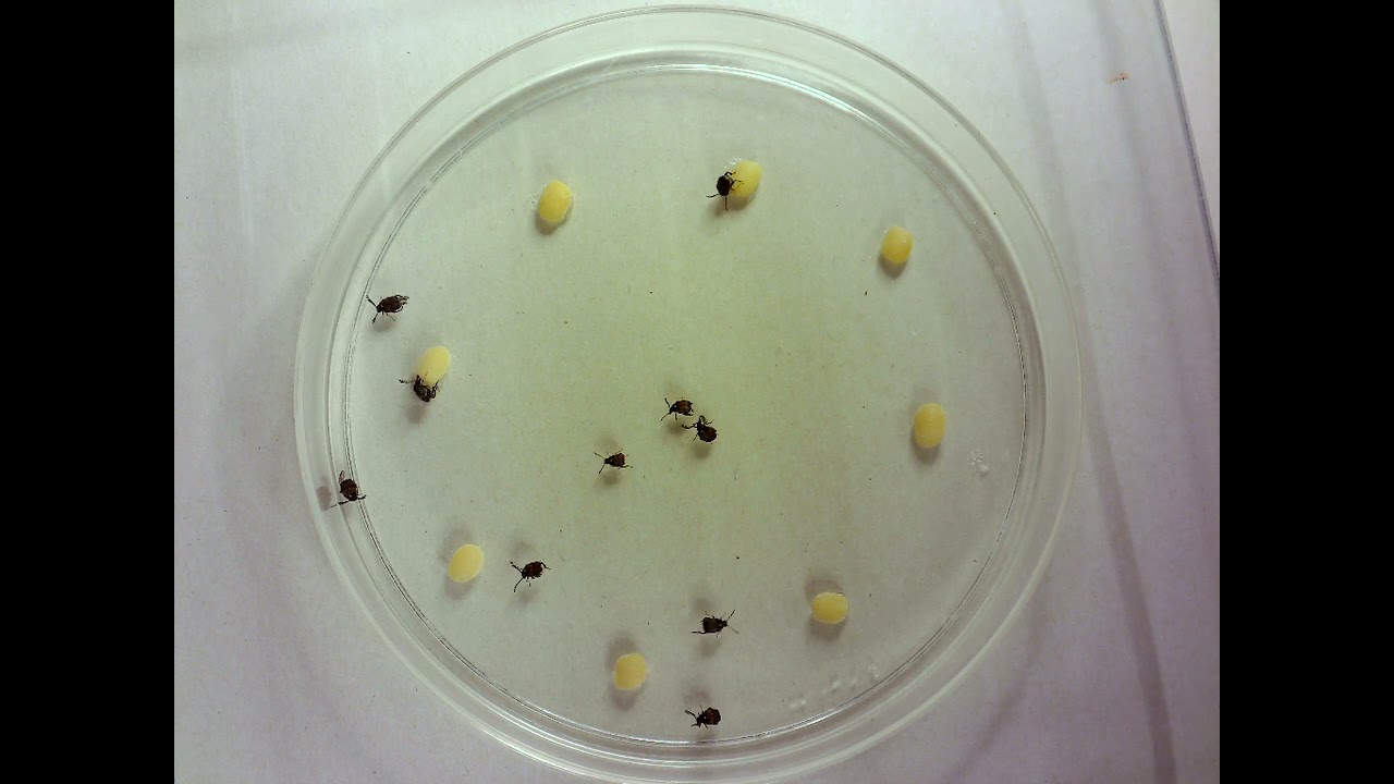 jC bean oil trim