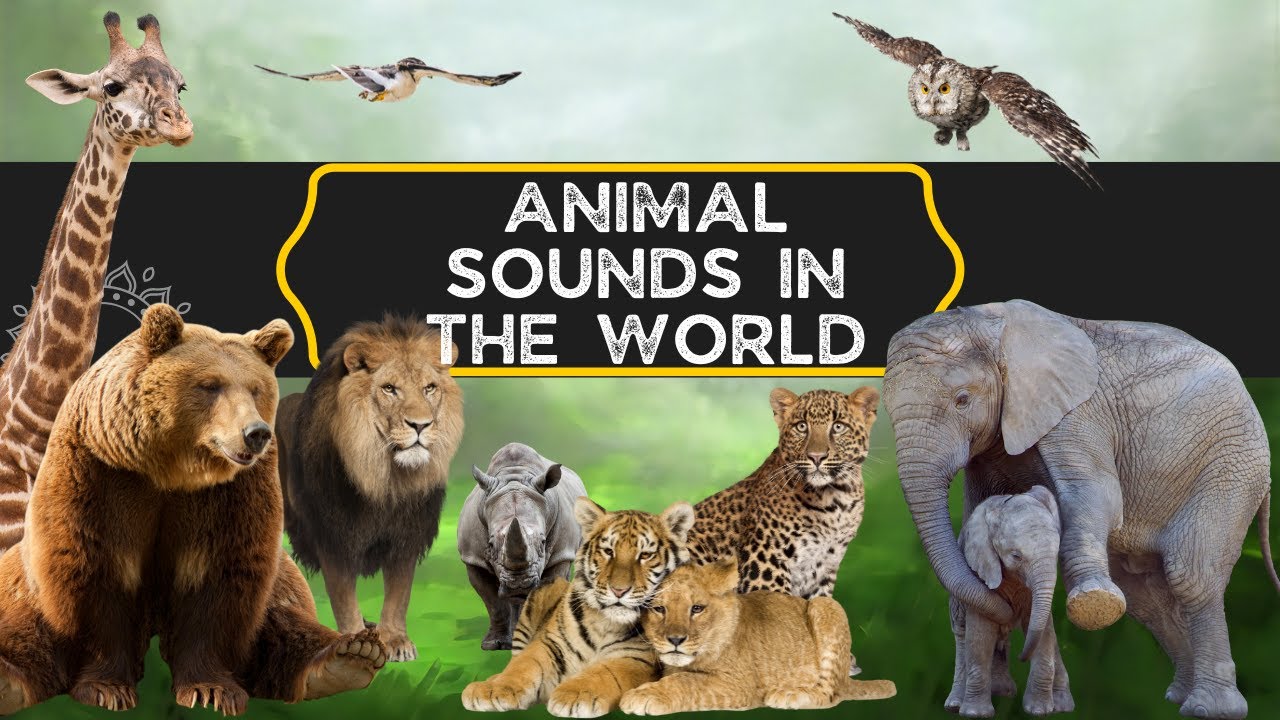 Animal sounds in the world - I versi degli animali del mondo in Inglese