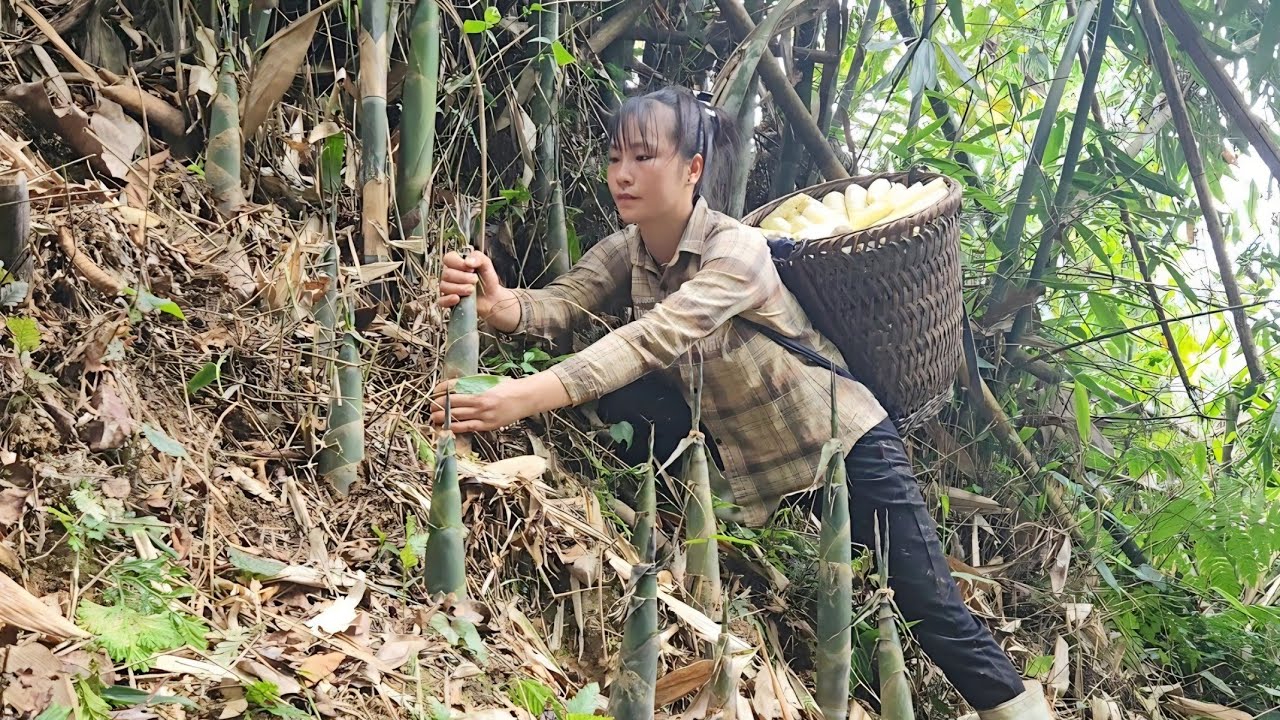 FULL VIDEO: How to harvest bamboo shoots and sell them at the market with my daughter.