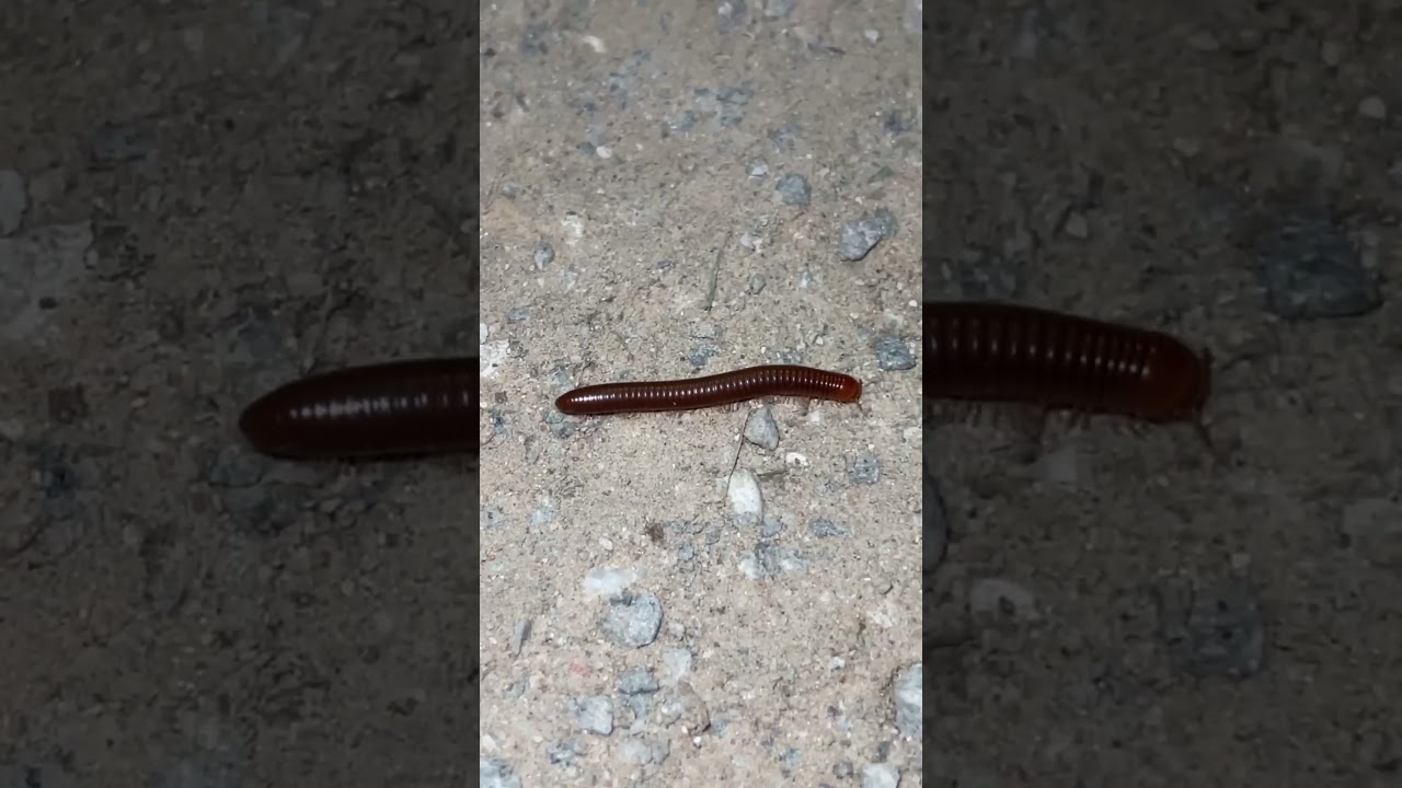 amazing millipede drawing. 