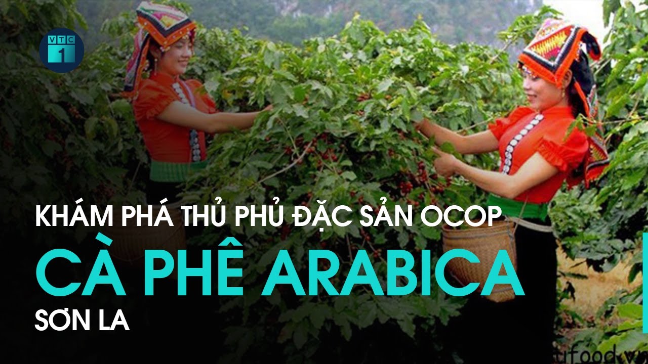 Khám phá thủ phủ đặc sản OCOP cafe Arabica Sơn La | VTC1