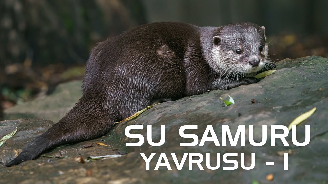 Su Samuru Yavrusu 1. B&ouml;l&uuml;m - Belgesel #belgesel #yavruhayvanlar
