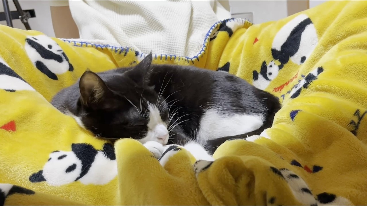お母さんの膝の上でピーピースーピー鳴らす猫