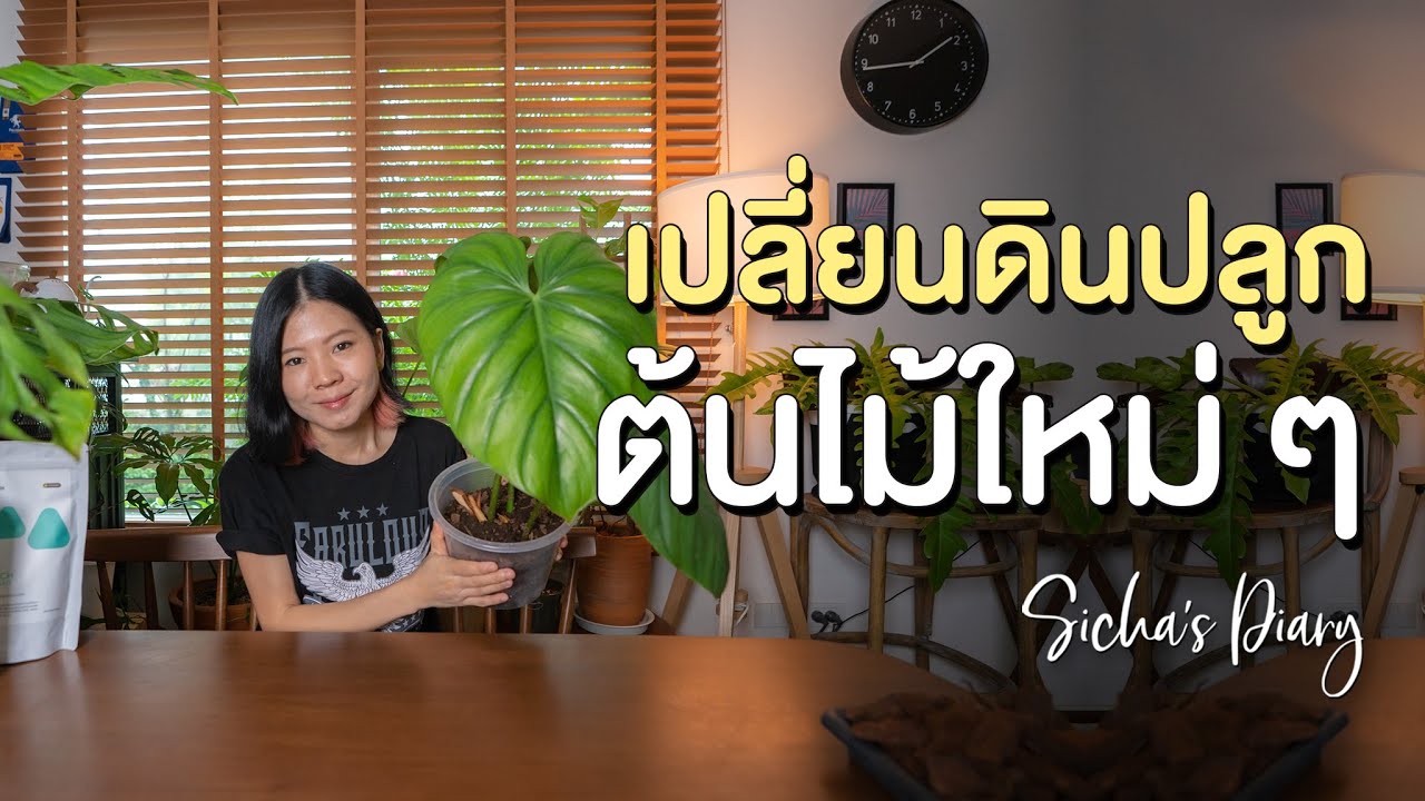 เปลี่ยนดินปลูกต้นไม้ พ่นยากันแมลง #ลงปลูกต้นไม้ #วัสดุปลูก #svbiotech
