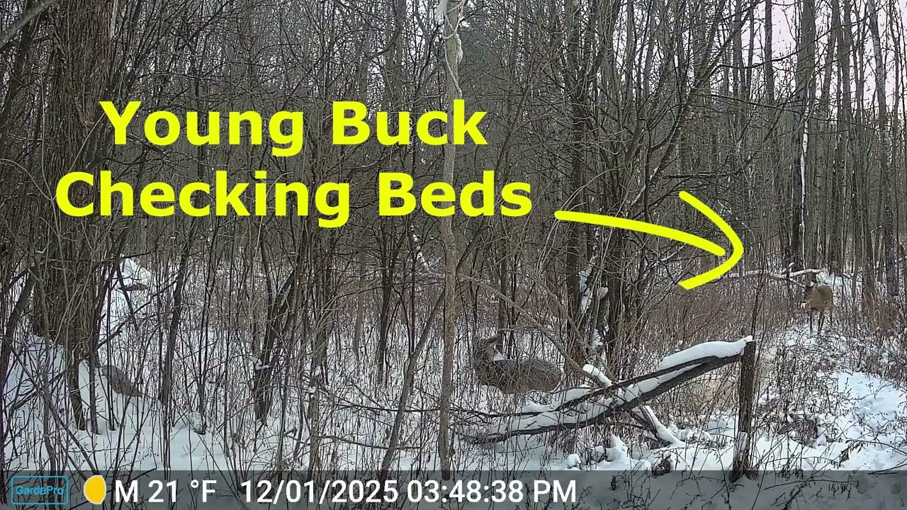 45 Minutes in the Deer Woods (Deer Behavior)