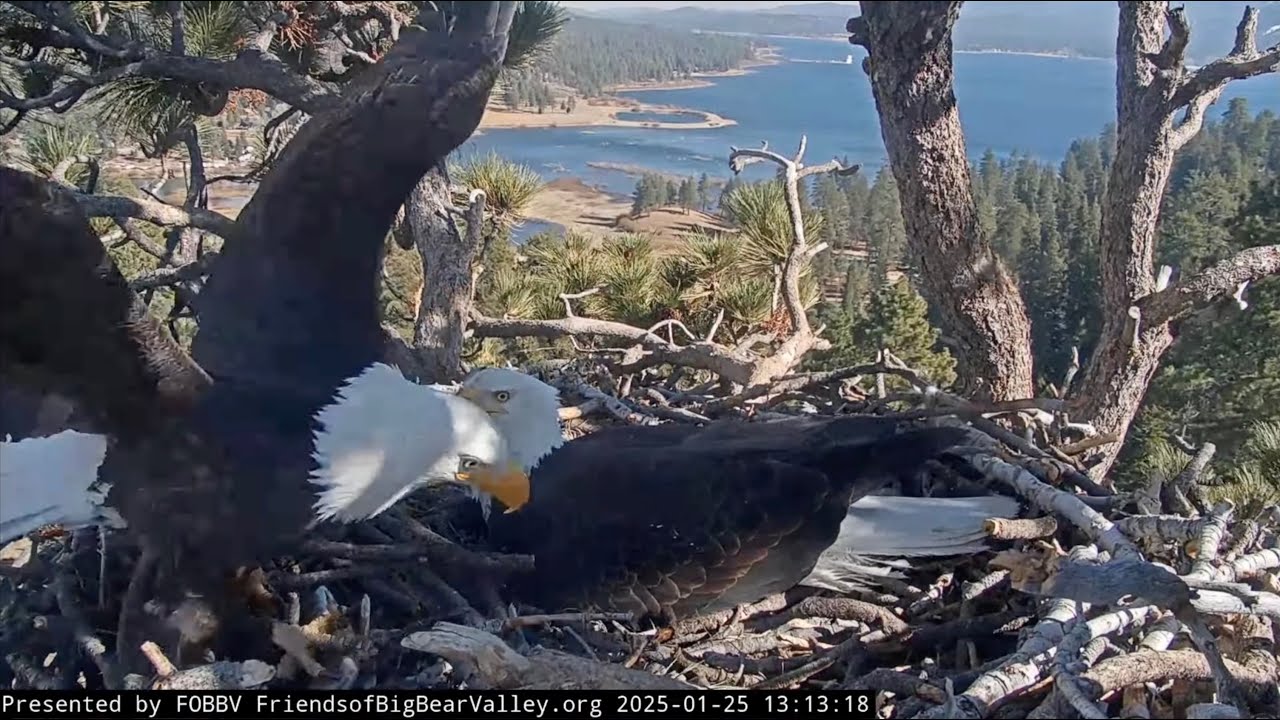 Jan 25, 2025 | Shadow Eats Fish #2 and Incubates, Jackie Perches on Cactus Snag Before Returning