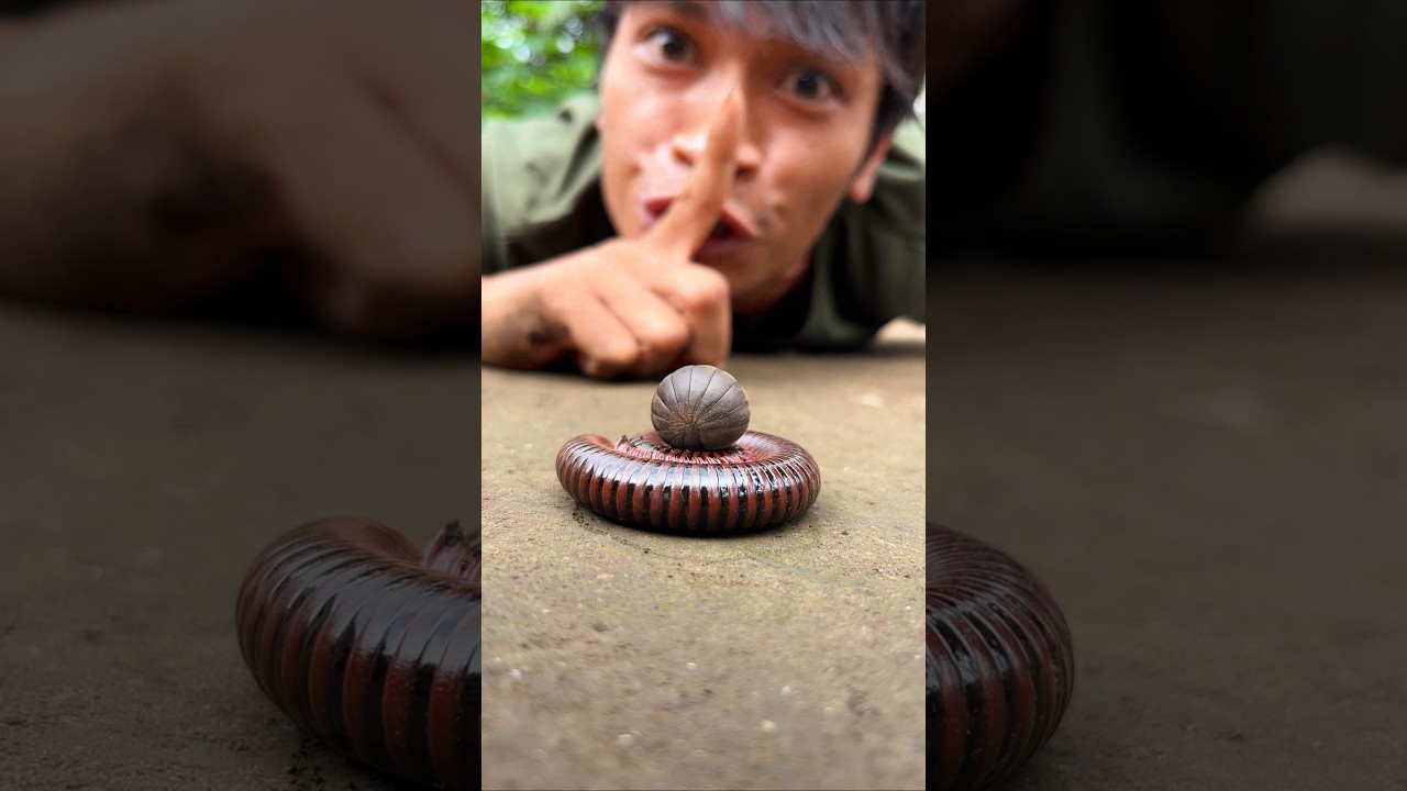 Don't make a sound, cute millipede and cute pill millipede are sleeping soundly #shorts