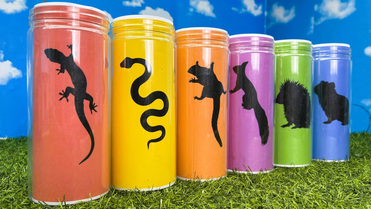 Pets: Sugar Glider, Hedgehog, Guineapig Squirrel, Corn Snake, Gecko