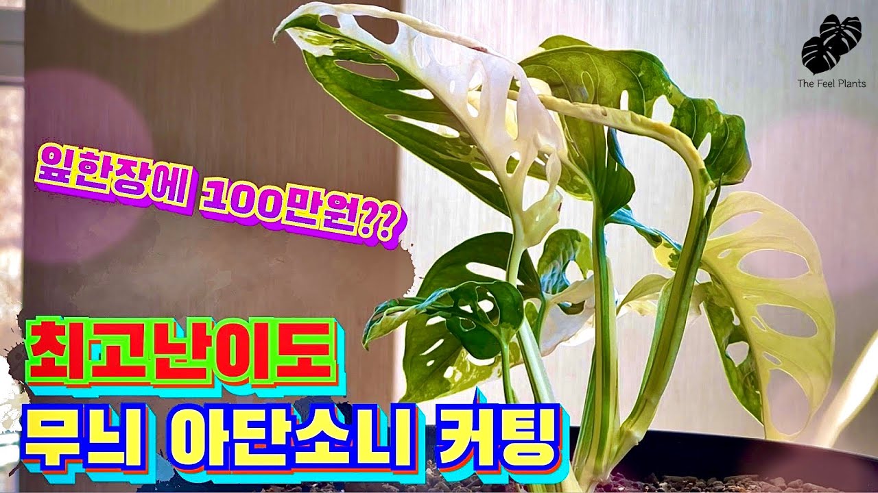 몬스테라 아단소니 바리에가타(무늬 아단소니) 삽수 만들기 -고난이도 커팅 및 번식 방법 노하우 : How to propagate Monstera adansonii variegata