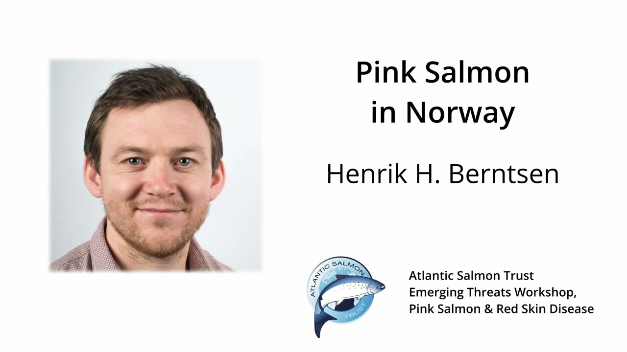 Henrik Berntsen, Norwegian Institute for Nature Research - Pink Salmon in Norway