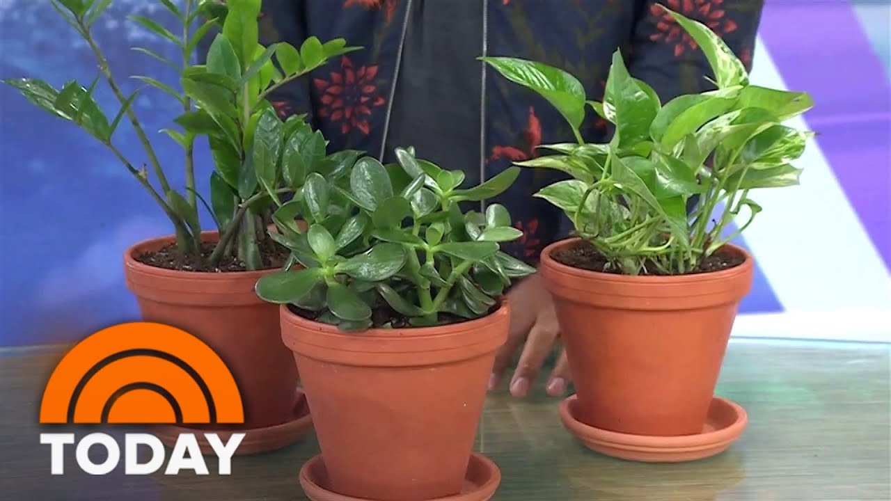 Don&rsquo;t have a green thumb? Try these helpful tips!