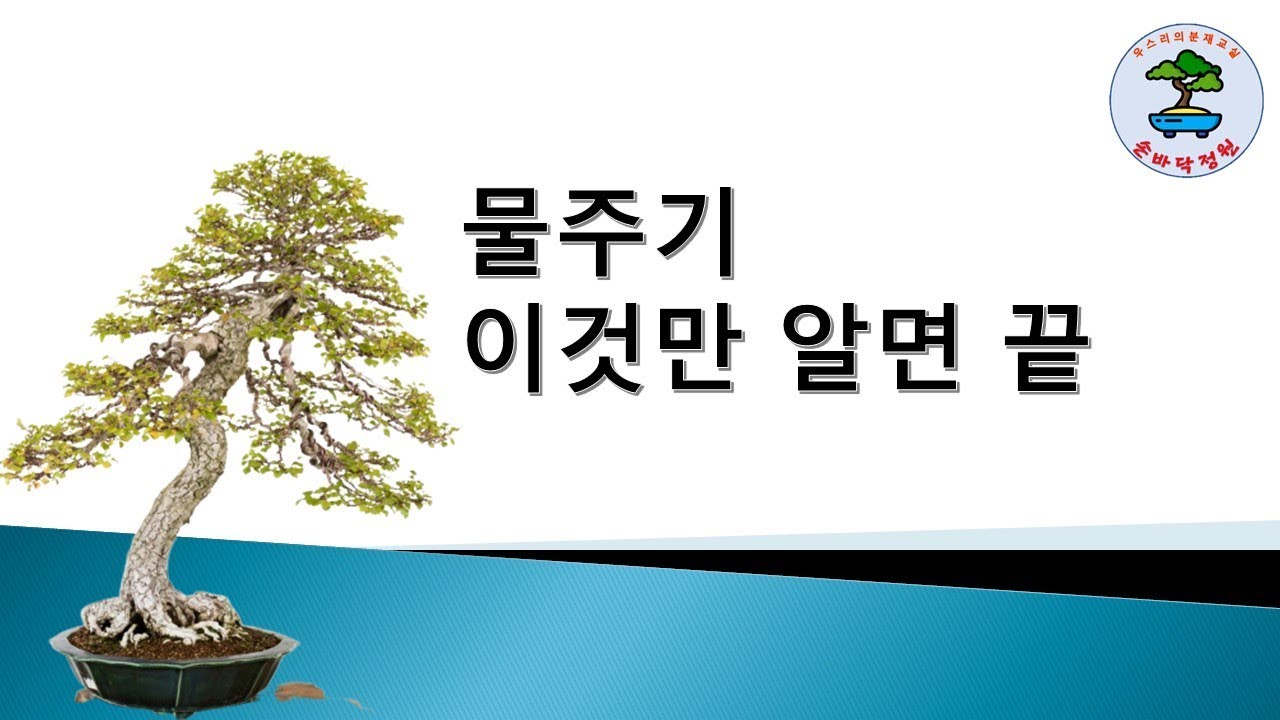 나무 물주기, 이것만 알면 끝!!!