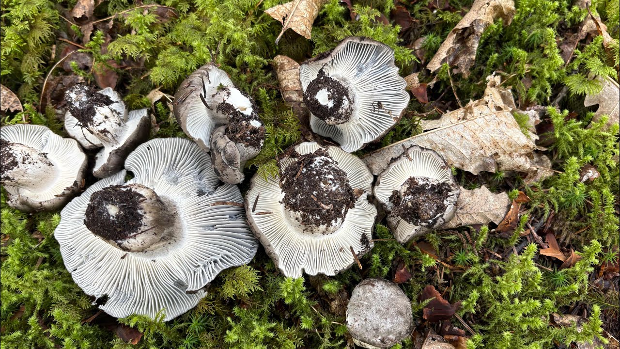 Les hygrophores de mars sont la ❤️.. très belle ceuillette 