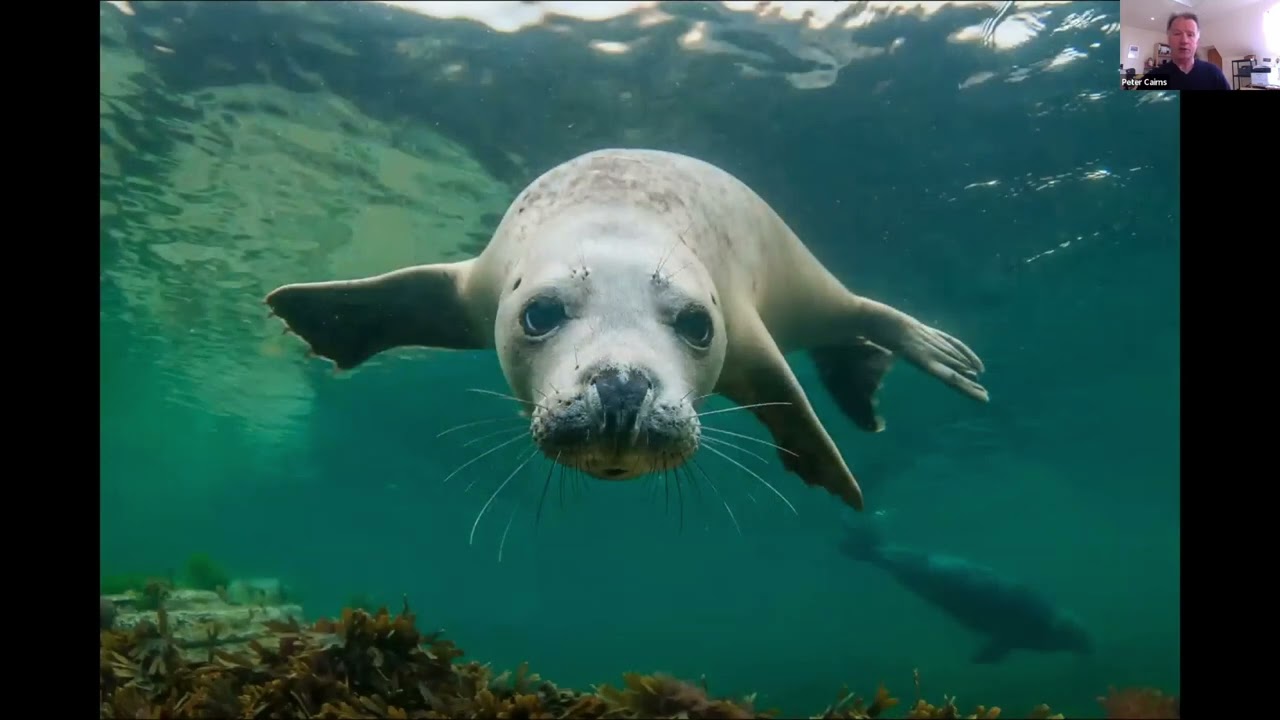 RPS Contemporary | SCOTLAND: A Rewilding Journey