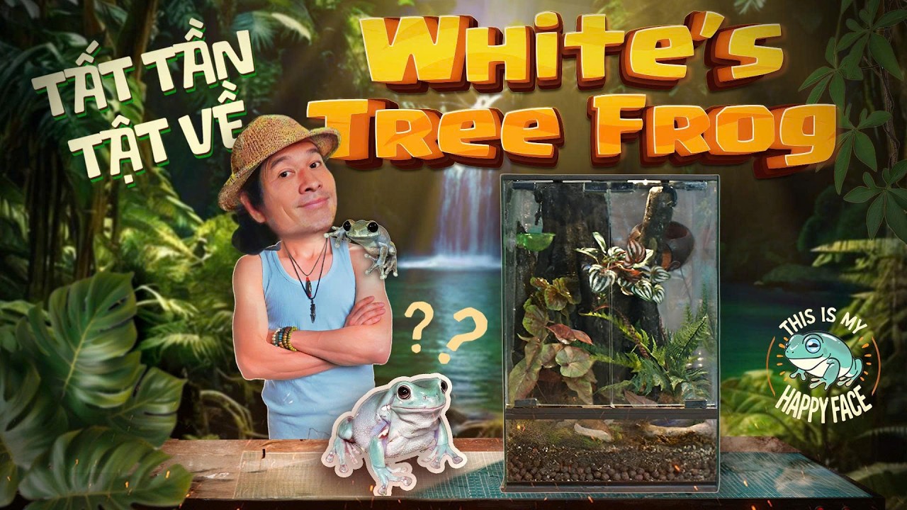 TẤT TẦN TẬT VỀ WHITE'S TREE FROG | ẾCH CHUBBY THÍCH NGỦ NƯỚNG