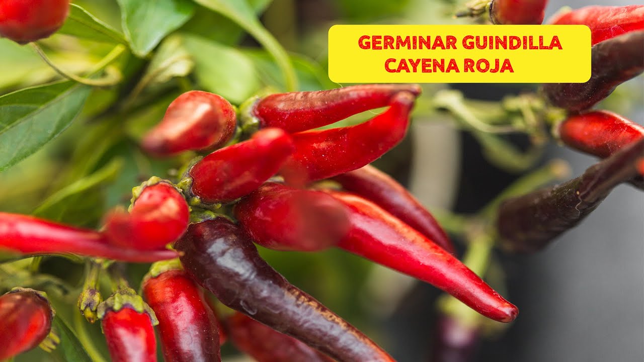 C&oacute;mo PLANTAR GUINDILLA PICANTE CAYENA o CHILE en MACETA PASO a PASO