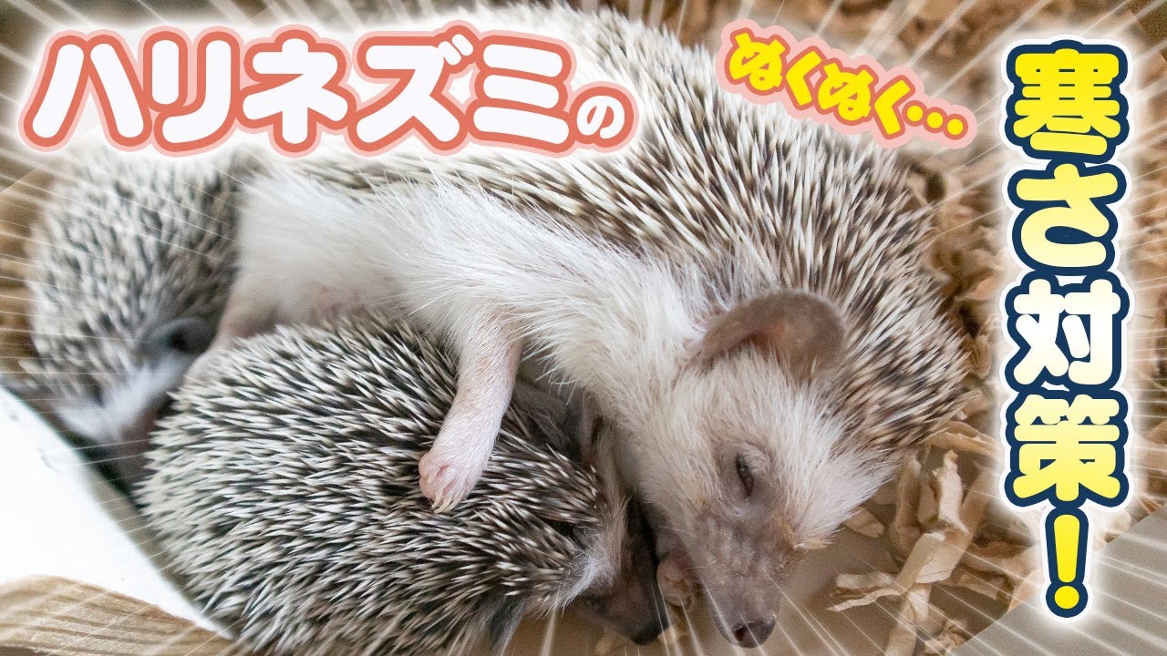 ハリネズミを守る！冬の寒さ対策