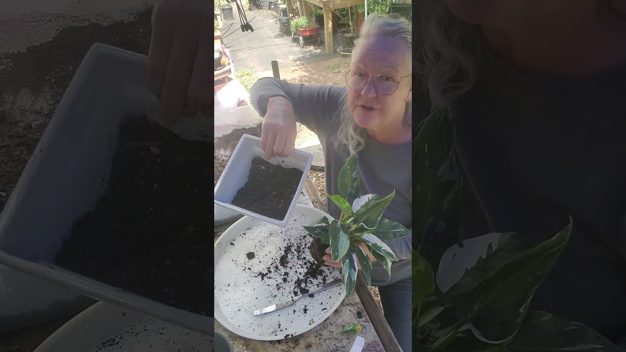 Repotting my rescue White Wizard Philodendron