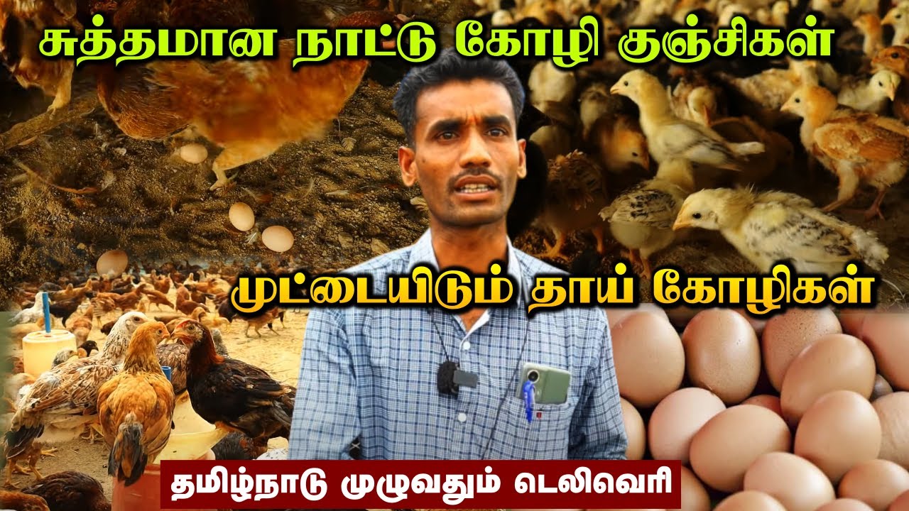 நாட்டு கோழிகுஞ்சுகள் | தமிழ்நாடு முழுவதும் டெலிவரி | சிறுவிடை,பெருவிடை கோழிகள் | Nattu Kozhi Valarpu