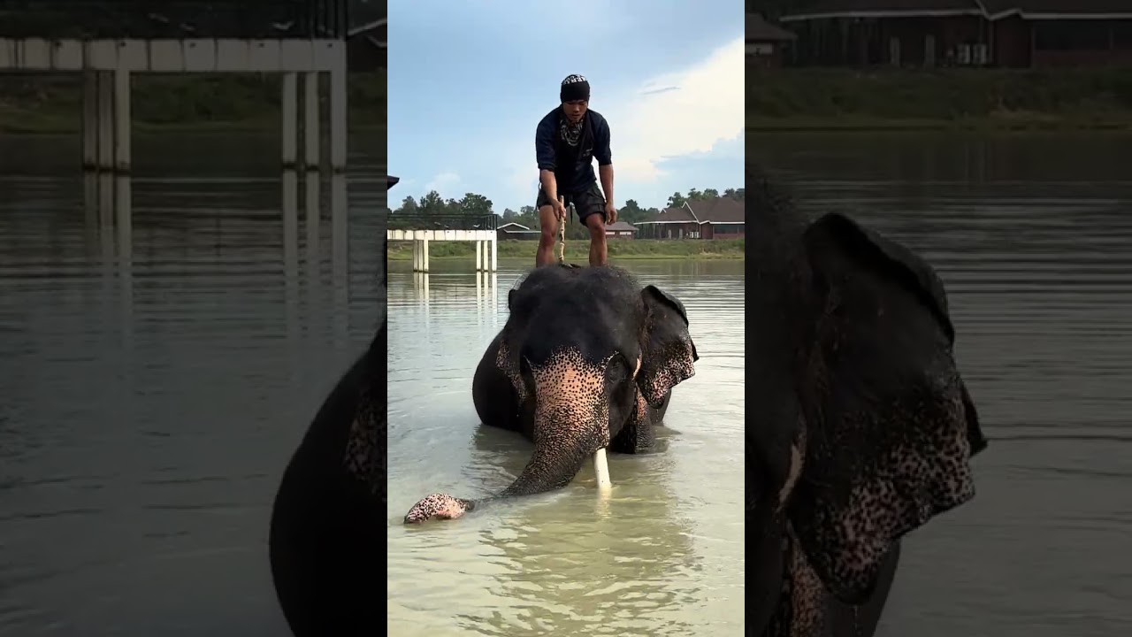 อาบน้ำกับมหาเฮงกันนะทุกคน Let's take a bath with Maha Heng, everyone!