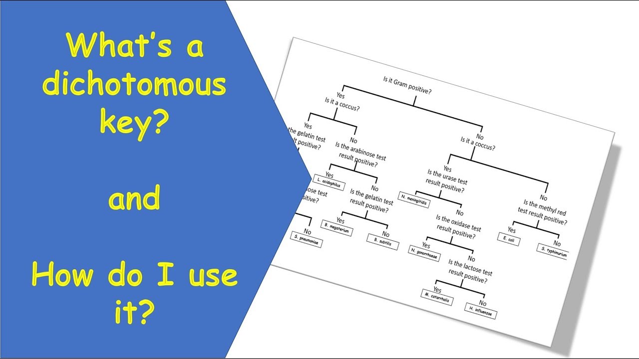 Dichotomous Key tutorial video