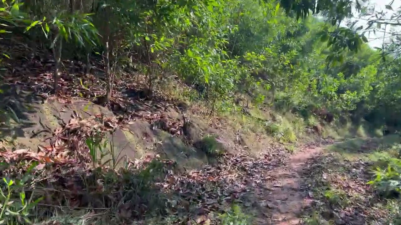 Forest Road Along Old Oil Pipeline - Relaxing Video