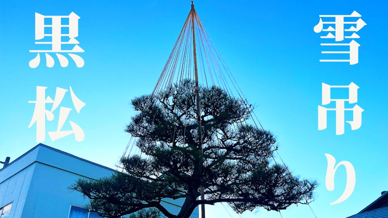【黒松の雪吊り】大きな黒松の雪吊りの仕方！【数奇屋門の黒松編】