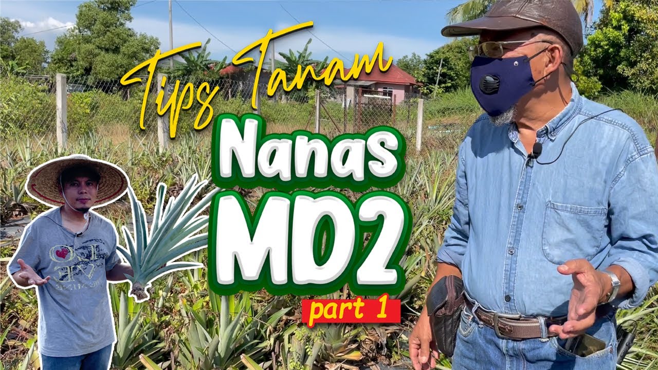 Tips tanam nanas MD2