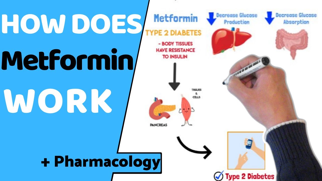 Как действует метформин? (EASY Pharmacology)
