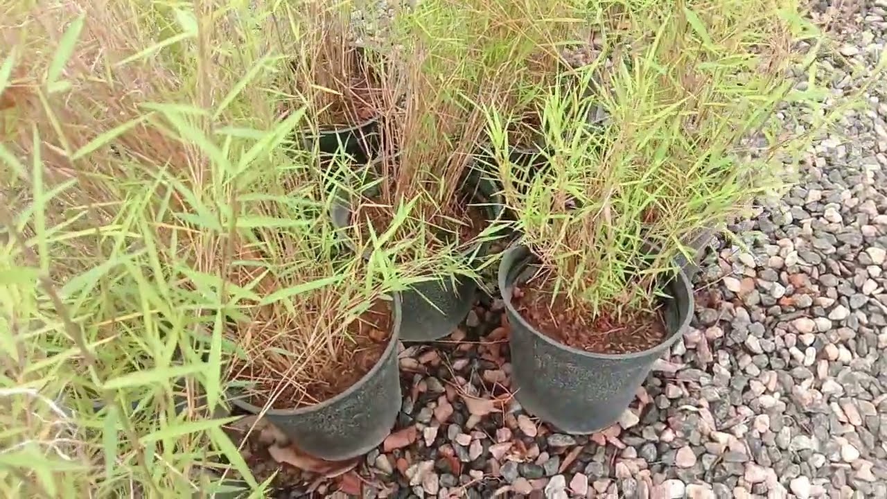 Pogonatherum paniceum (Baby Bamboo), Bamboo grass - a beautiful Ornamental Grass with a bushy habit