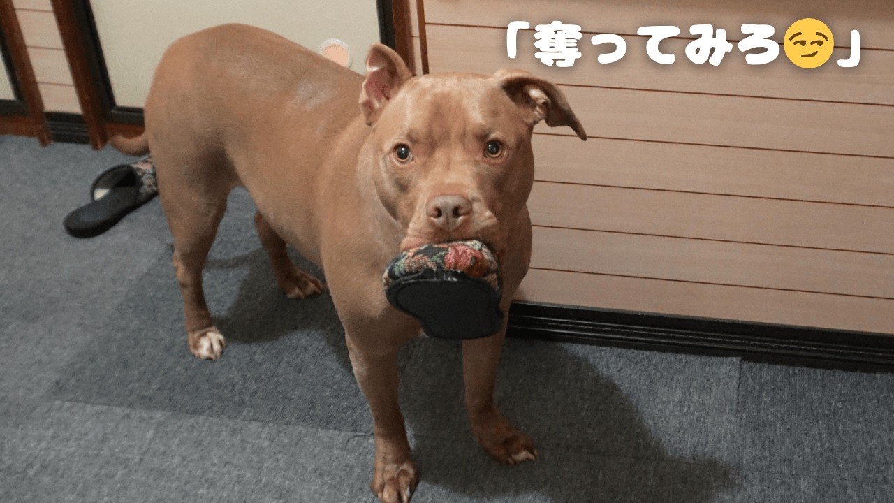 わざと目の前でスリッパを落とすピットブル。完全に『奪ってみろ』の顔です🙄