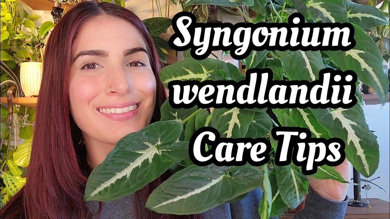 Советы по уходу за Syngonium wendlandii!! 🌿 как я делаю свой цветок счастливым! PLANTMAS, день 14...