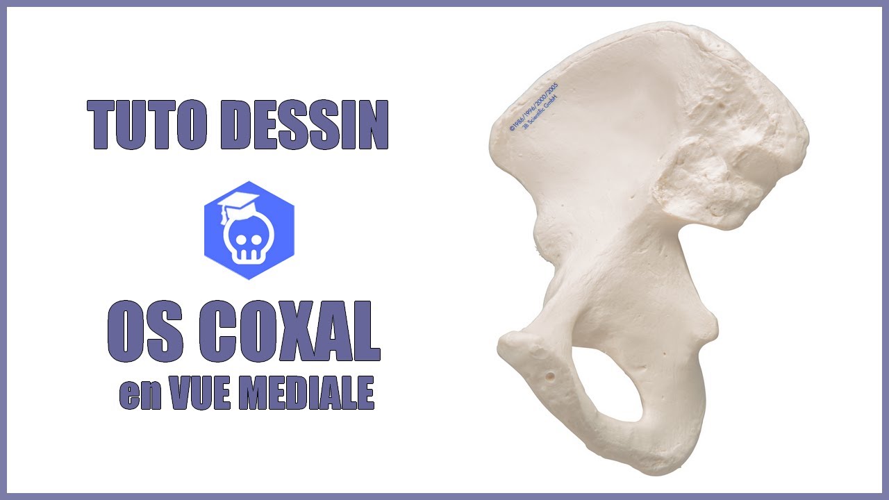 Anatomie de l'os coxal - Comment dessiner la vue médiale de l'os coxal ?