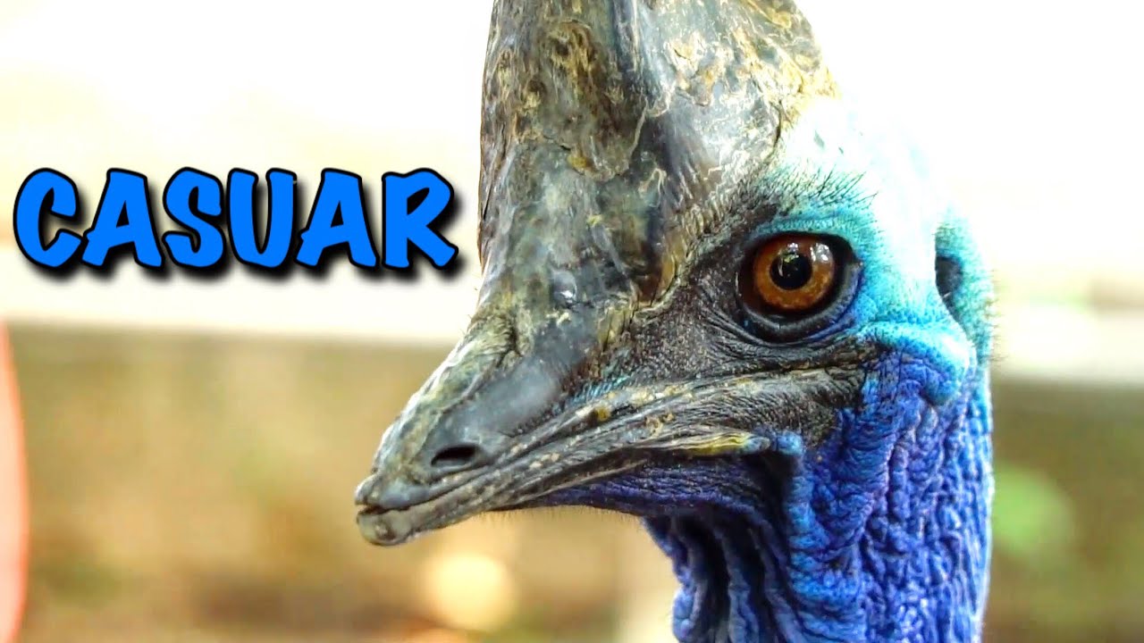 Criação de CASUAR | A ave mais perigosa do mundo | Criadouro de Aves Exóticas