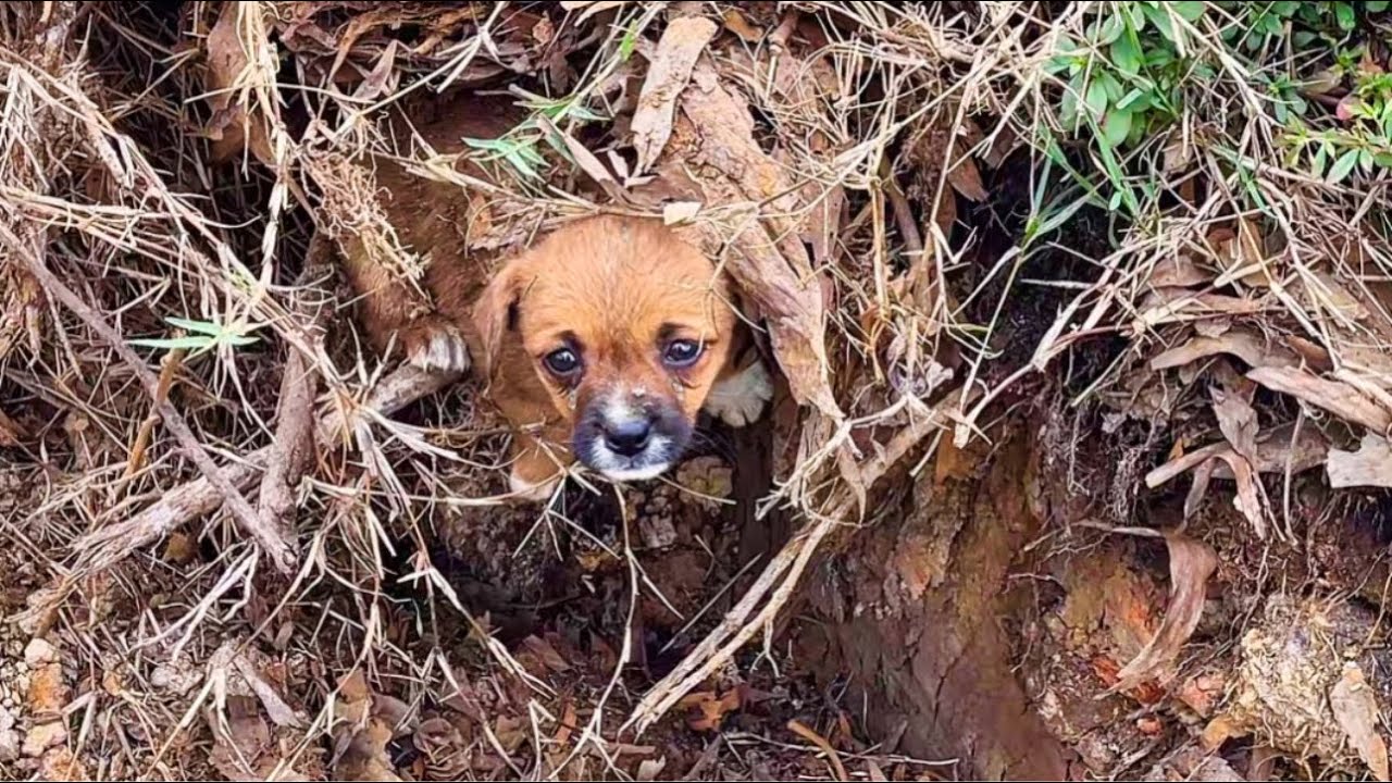 The dog was buried underground, hungry and exhausted, and I rescued it.