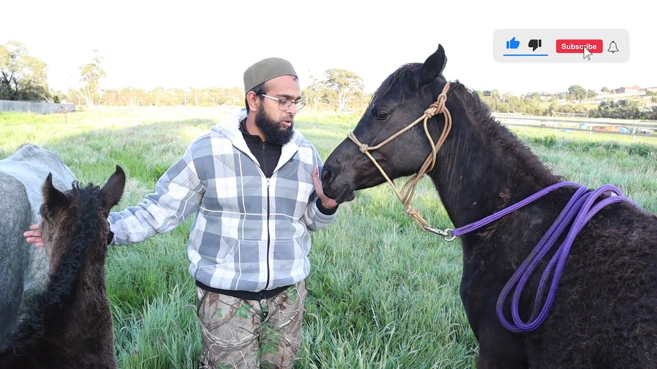 Catching a horse in the herd