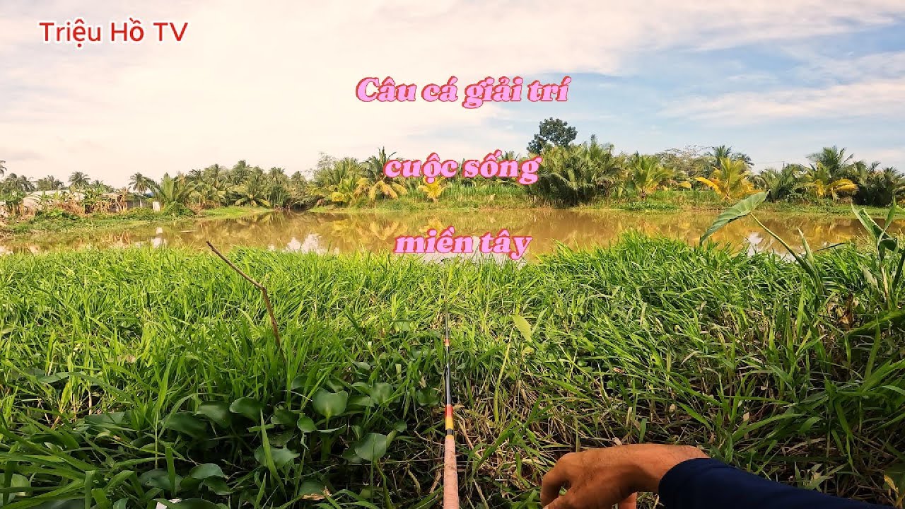 C&acirc;u C&aacute; Giải Tr&iacute; C&acirc;u Đ&agrave;i | Triệu Hồ TV