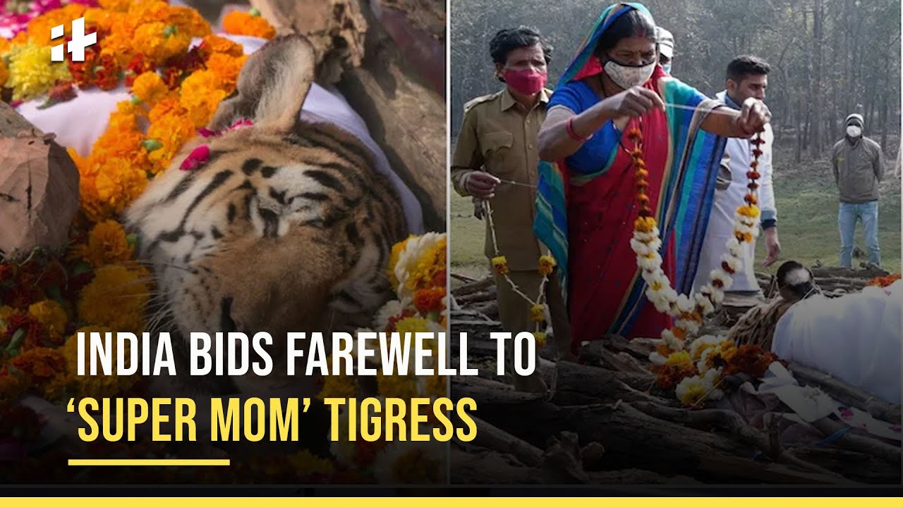 Collarwali - Final Moments Of India&rsquo;s Legendary Tigress Go Viral