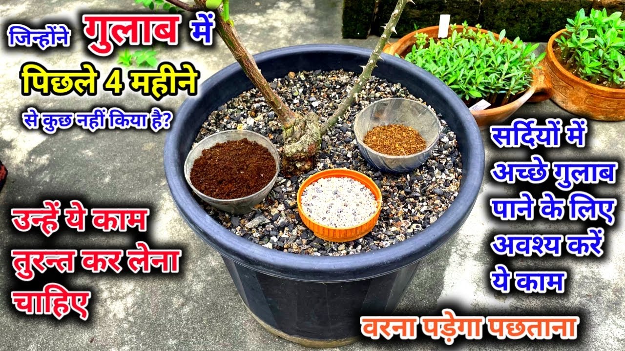 गुलाब में पिछले 4 महीनें तक ना दिया खाद ना किया केयर🌹तो कीजिए ये काम🌹ताकि सर्दियों में फूल आये तमाम 