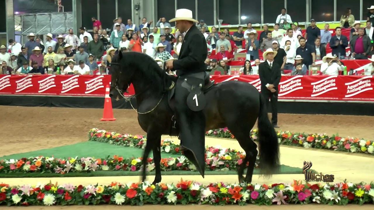 BARBA ROJA DE LA THANIA FC, GRAN CAMPEON RESERVADO PASO FINO COLOMBIANO FERIA DE LAS FLORES 2018