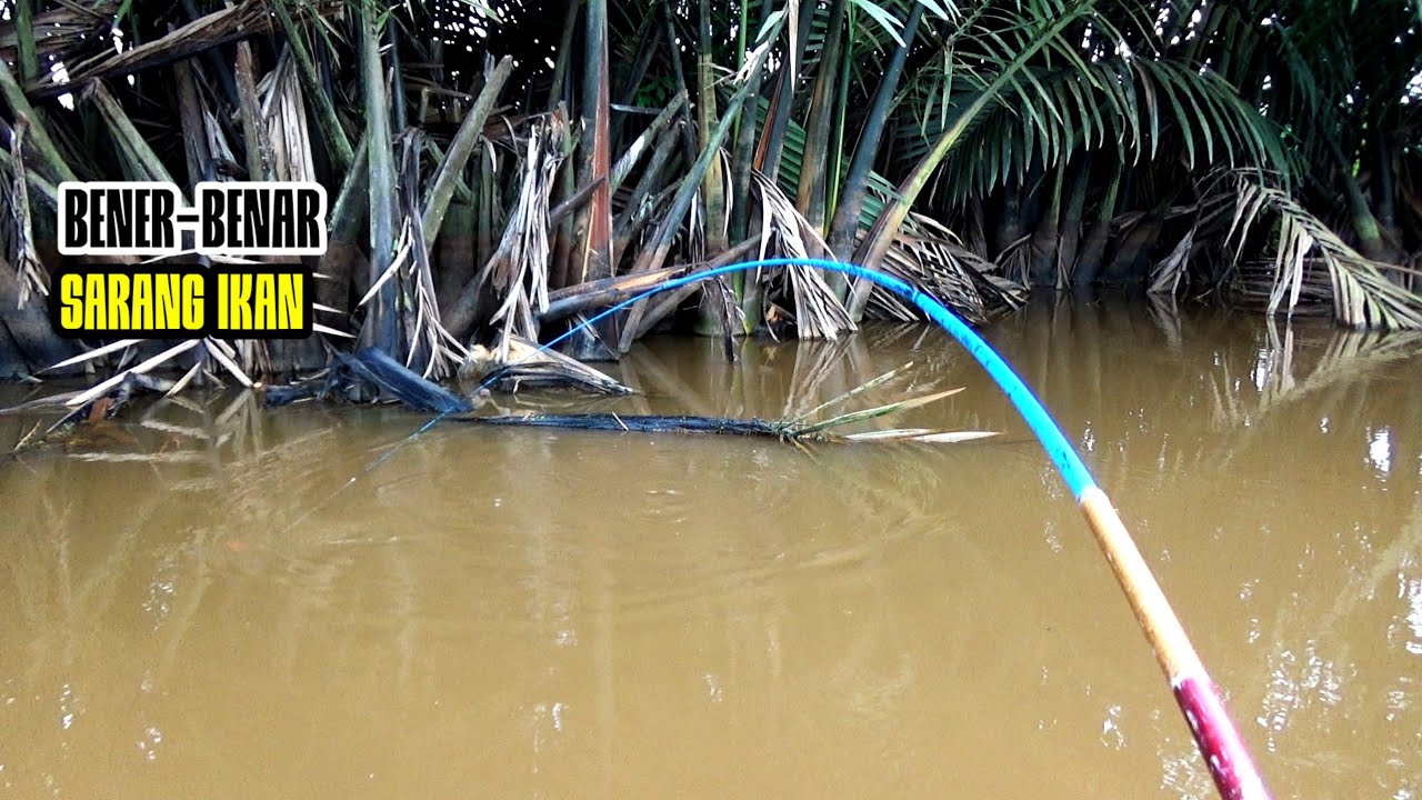 Astaga!!! Pemancing Jarang Ketemu Spot Yang Begitu Ganas Ikanya 