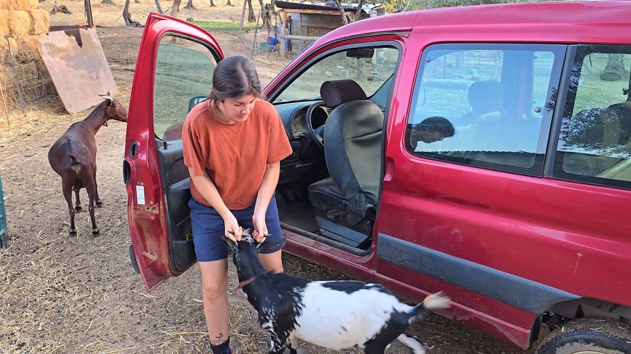 Tengo que separar rápidamente al chivo de las ovejas, os cuento