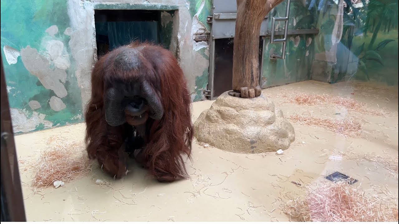 ZOO Bojnice, Nový pavilón slonov, Bojnický Zámok, 4 K, Bojnice 2024,